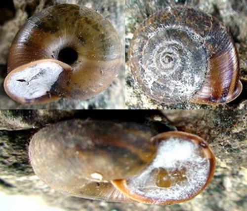 Chilostoma (Campylea) in Italia